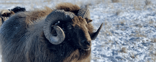 Icelandic Breeding Rams For Sale 2024 - Copia Cove