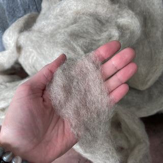Icelandic Lamb Wool Roving Natural Oatmeal 8oz - Copia Cove