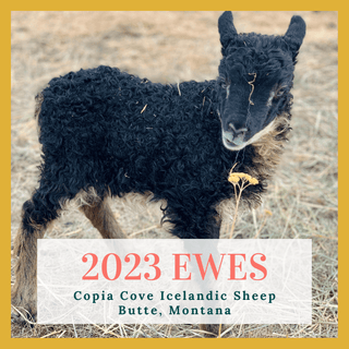 2023 Icelandic Ewes & Ewe Lambs for Sale in Montana - Copia Cove