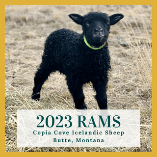 2023 Icelandic Rams & Ram Lambs for Sale in Montana - Copia Cove