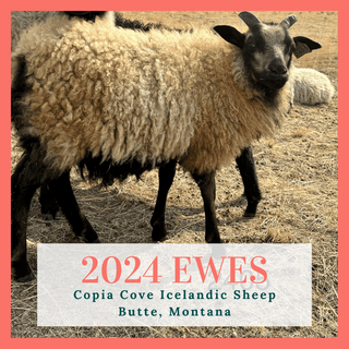 2024 RESERVATIONS FOR ICELANDIC EWES - Copia Cove