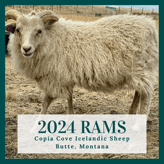 2024 RESERVATIONS FOR ICELANDIC RAMS - Copia Cove