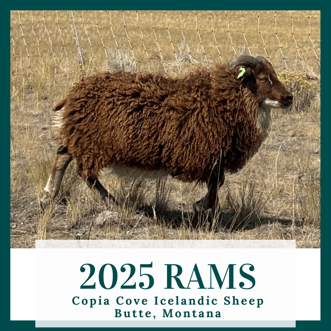 Iceland Handmade Rams 2025 ICELANDIC RAMS FOR SALE – Copia Cove