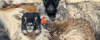 Bred Icelandic Ewes for Sale 2024 - Copia Cove