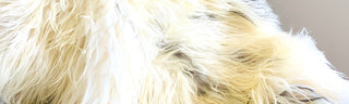 Icelandic Sheepskin Rugs USA | Copia Cove Icelandic Sheep & Wool
