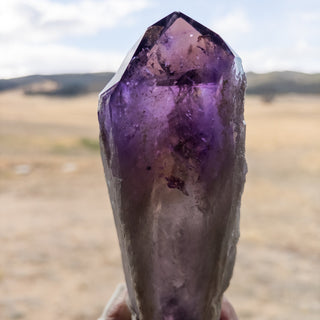 LARGE Dragon's Tooth Amethyst Raw Root Crystal Point Gemstone "D" - Copia Cove