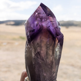 LARGE Dragon's Tooth Amethyst Raw Root Crystal Point Gemstone "D" - Copia Cove