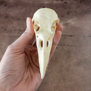 Large Raven Skull Replica Glow in the Dark with Opened Mouth - Copia Cove