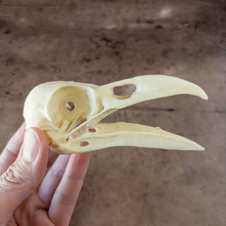 Large Raven Skull Replica Glow in the Dark with Opened Mouth - Copia Cove