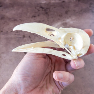 Large Raven Skull Replica Glow in the Dark with Opened Mouth - Copia Cove