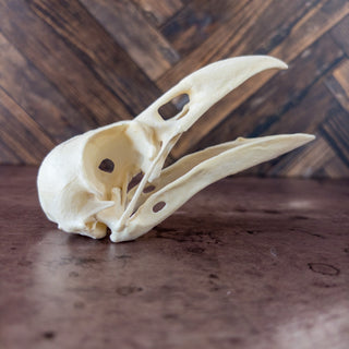 Large Raven Skull Replica Glow in the Dark with Opened Mouth - Copia Cove