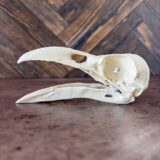 Large Raven Skull Replica Glow in the Dark with Opened Mouth - Copia Cove