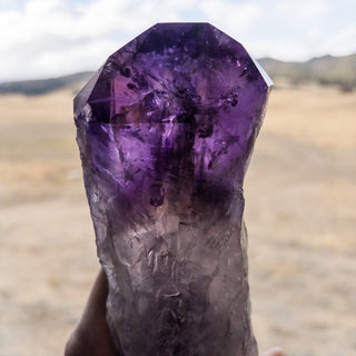 XL Dragon's Tooth Amethyst Raw Root Crystal Point Gemstone "A" - Copia Cove