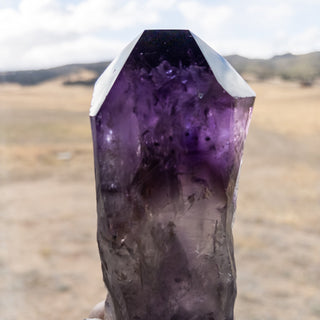 XL Dragon's Tooth Amethyst Raw Root Crystal Point Gemstone "A" - Copia Cove