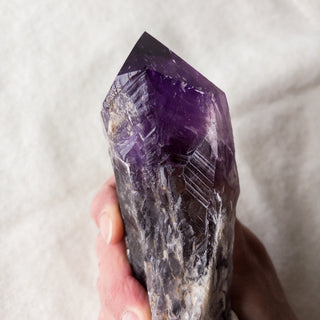 XL Dragon's Tooth Amethyst Raw Root Crystal Point Gemstone "A" - Copia Cove