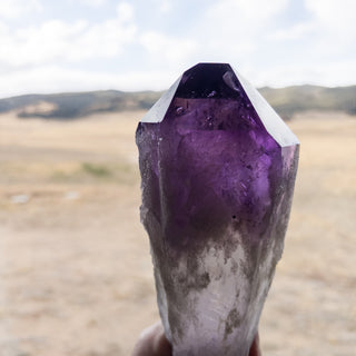 XL Dragon's Tooth Amethyst Raw Root Crystal Point Gemstone "C" - Copia Cove