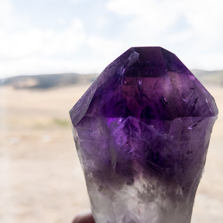 XL Dragon's Tooth Amethyst Raw Root Crystal Point Gemstone "C" - Copia Cove