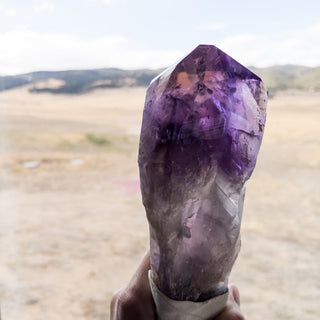 XL Dragon's Tooth Amethyst Raw Root Crystal Point Gemstone "F" - Copia Cove