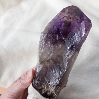 XL Dragon's Tooth Amethyst Raw Root Crystal Point Gemstone "F" - Copia Cove