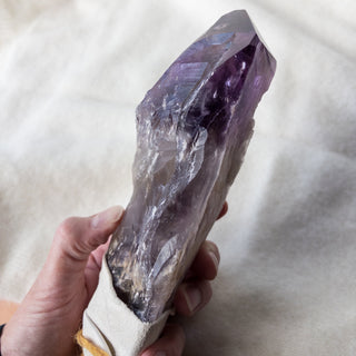 XL Dragon's Tooth Amethyst Raw Root Crystal Point Gemstone "F" - Copia Cove