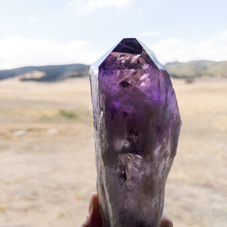 XL Dragon's Tooth Amethyst Raw Root Crystal Point Gemstone "F" - Copia Cove