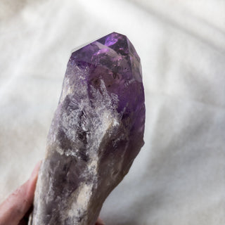 XL Dragon's Tooth Amethyst Raw Root Crystal Point Gemstone "F" - Copia Cove