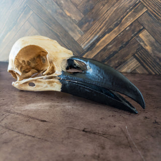 XXL Raven Skull Realistic Hand - Painted Replica - Copia Cove