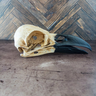 XXL Raven Skull Realistic Hand - Painted Replica - Copia Cove