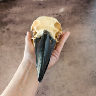 XXL Raven Skull Realistic Hand - Painted Replica - Copia Cove