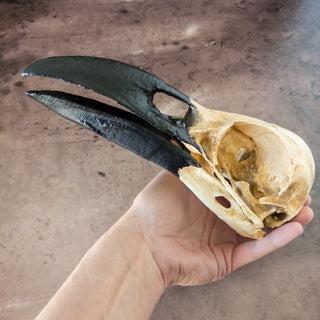 XXL Raven Skull Realistic Hand - Painted Replica - Copia Cove