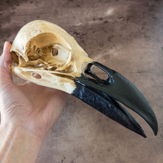 XXL Raven Skull Realistic Hand - Painted Replica - Copia Cove