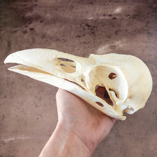 XXL Raven Skull Replica Glow in the Dark - Copia Cove