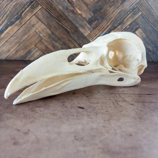 XXL Raven Skull Replica Glow in the Dark - Copia Cove