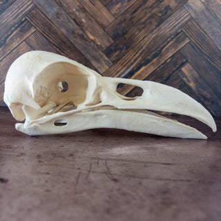 XXL Raven Skull Replica Glow in the Dark - Copia Cove