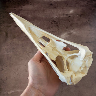 XXL Raven Skull Replica Glow in the Dark - Copia Cove