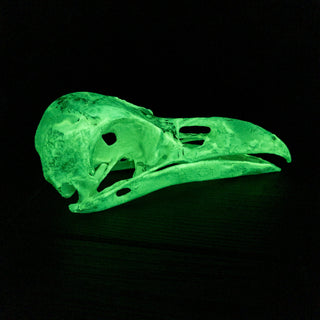 XXL Raven Skull Replica Glow in the Dark - Copia Cove