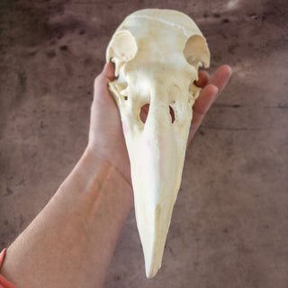 XXL Raven Skull Replica Glow in the Dark - Copia Cove