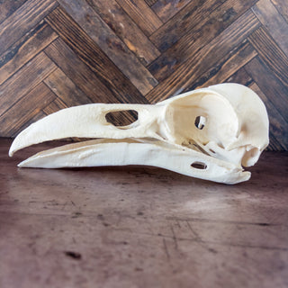 XXL Raven Skull Replica Glow in the Dark - Copia Cove