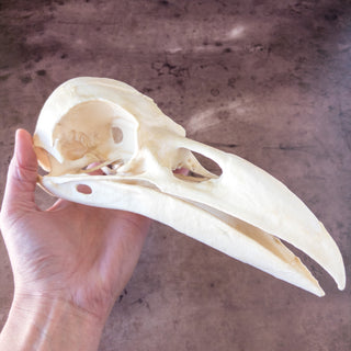 XXL Raven Skull Replica Glow in the Dark - Copia Cove