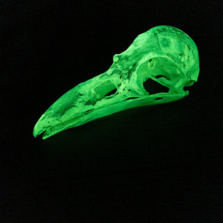 XXL Raven Skull Replica Glow in the Dark - Copia Cove