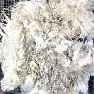 Premium Raw Lamb Fleece White 21 oz Icelandic Wool Rg21 - Copia Cove Icelandic Sheep & Wool