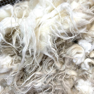 Premium Raw Lamb Fleece White 21 oz Icelandic Wool Rg21 - Copia Cove Icelandic Sheep & Wool